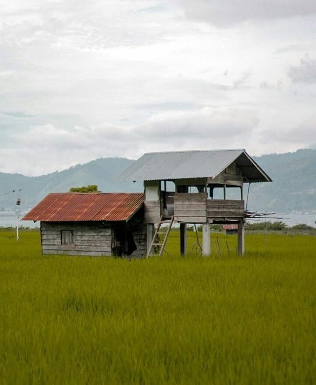 Detail Gambar Rumah Di Sawah Nomer 3