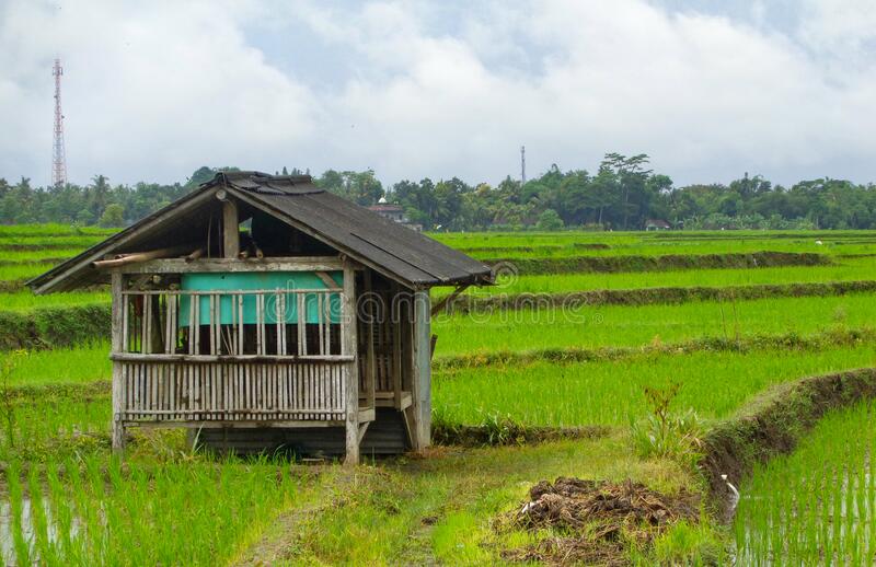 Detail Gambar Rumah Di Sawah Nomer 43