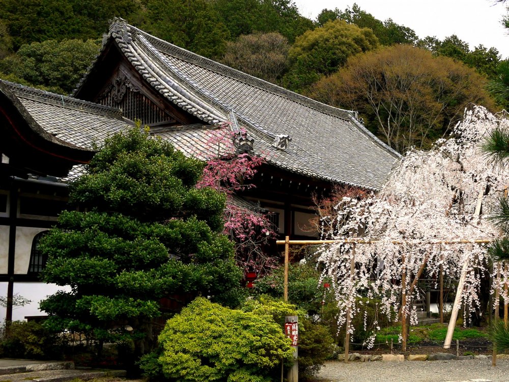 Detail Gambar Rumah Jepang Dan Bunga Sakura Nomer 21