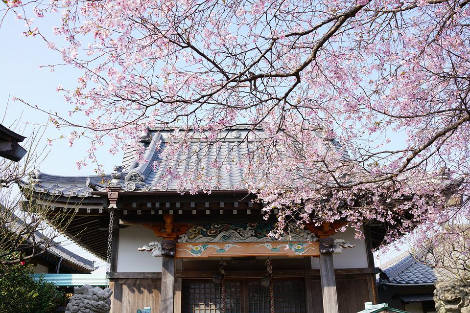 Detail Gambar Rumah Jepang Dan Bunga Sakura Nomer 29