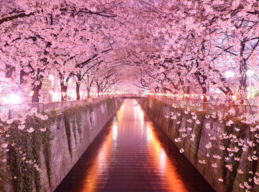 Detail Gambar Rumah Jepang Dan Bunga Sakura Nomer 47