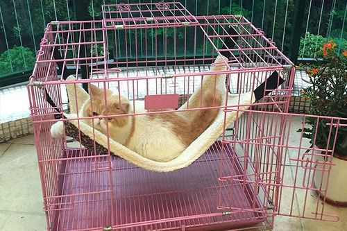 Detail Gambar Rumah Kucing Nomer 39