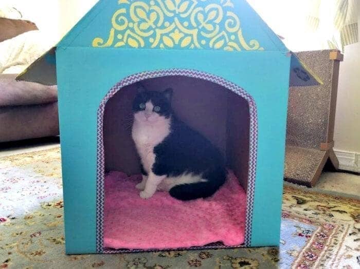 Detail Gambar Rumah Kucing Dari Kardus Nomer 46