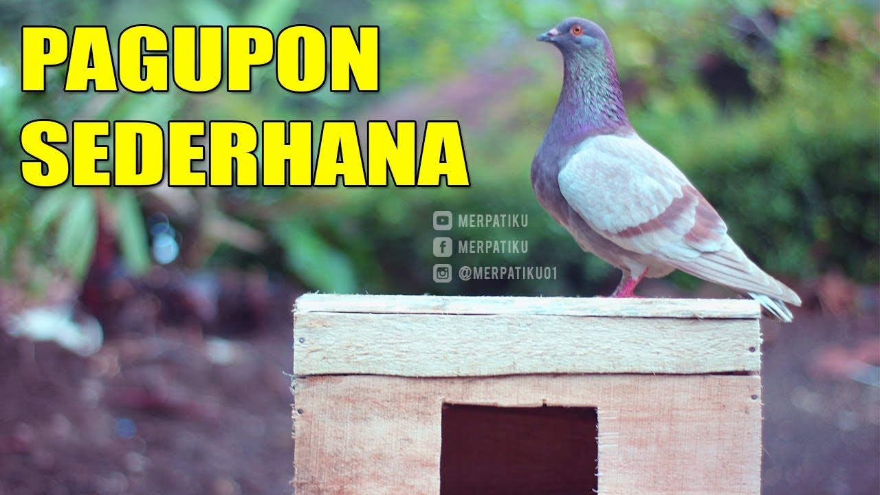 Detail Gambar Rumah Merpati Buatan Nomer 24