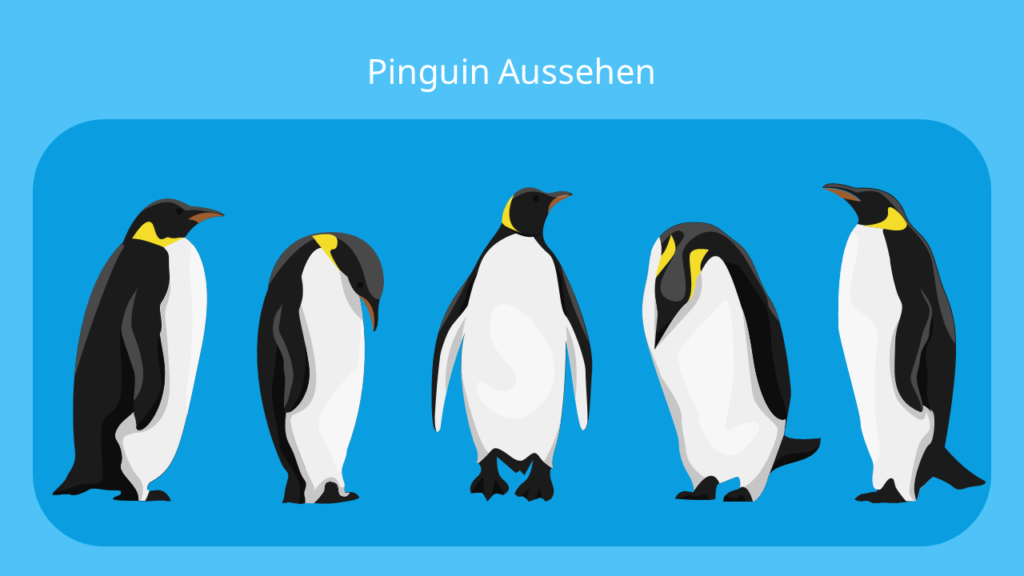 Detail Bild Pinguin Nomer 4