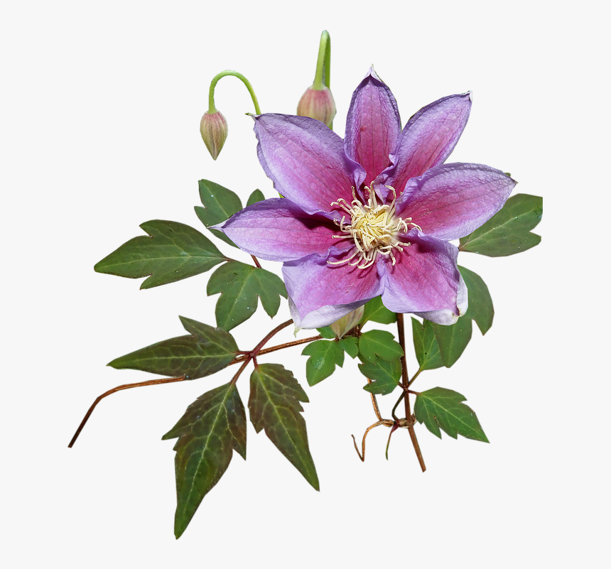 Detail Clematis Bilder Nomer 18