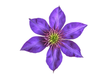 Detail Clematis Bilder Nomer 3