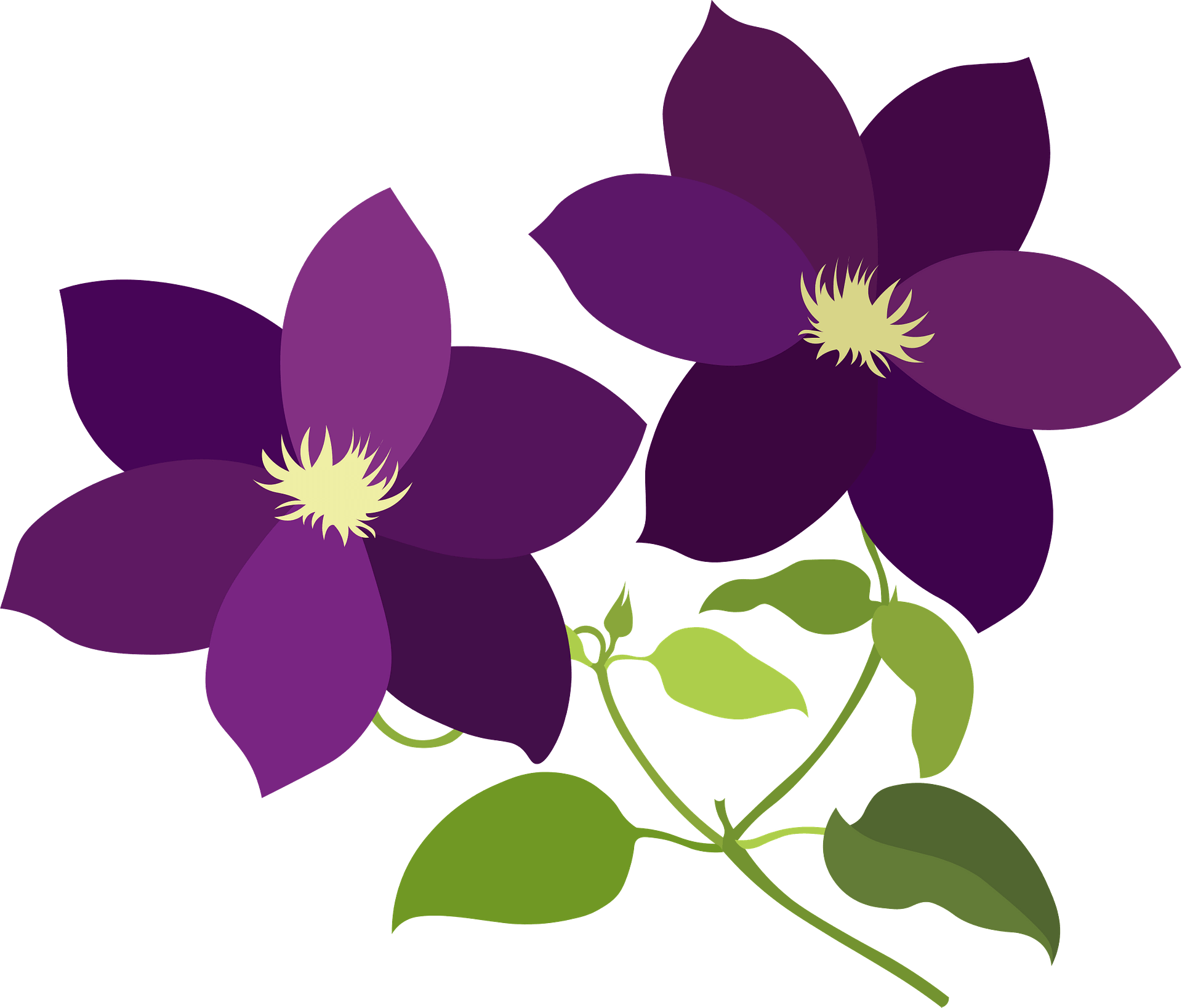Detail Clematis Bilder Nomer 5