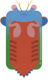 Deeeep Io Mantis Shrimp - KibrisPDR