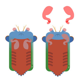 Detail Deeeep Io Mantis Shrimp Nomer 7