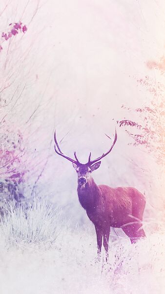 Deer Backgrounds For Iphone - KibrisPDR