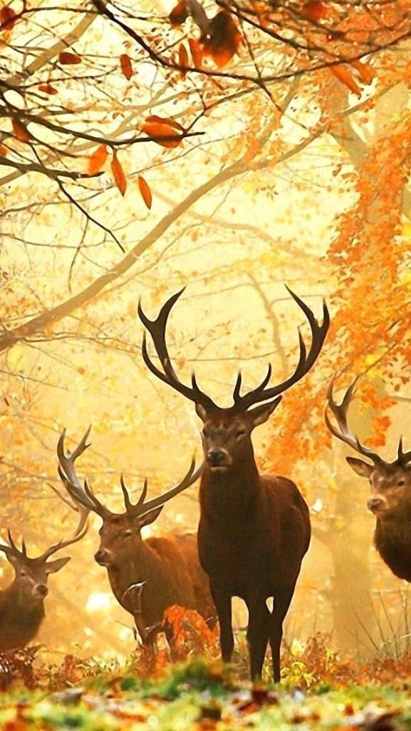 Detail Deer Backgrounds For Iphone Nomer 15