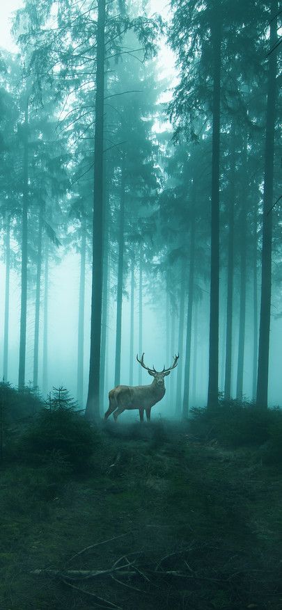 Detail Deer Backgrounds For Iphone Nomer 35