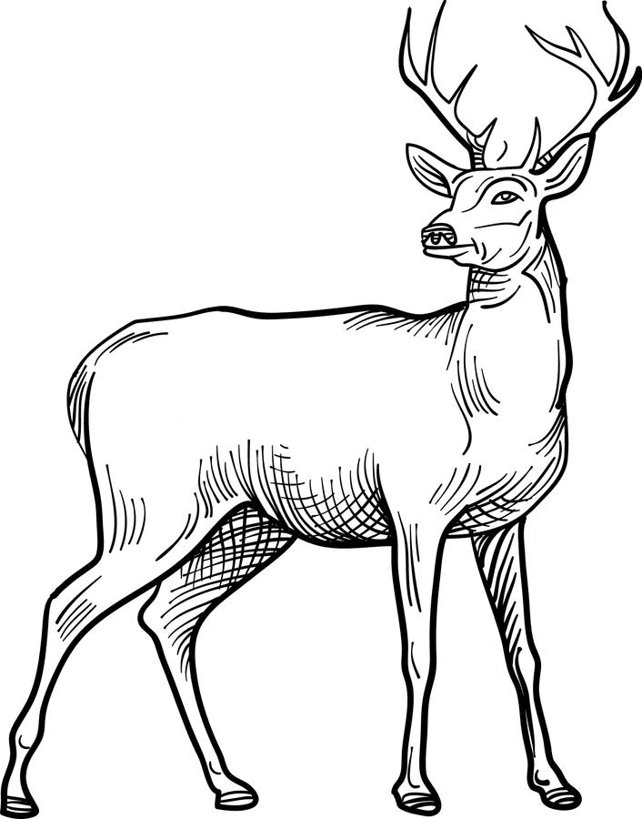 Detail Deer Clipart Free Nomer 38