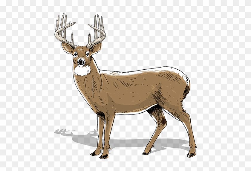 Detail Deer Clipart Free Nomer 50