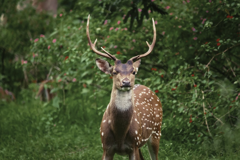 Detail Deer Hd Nomer 20