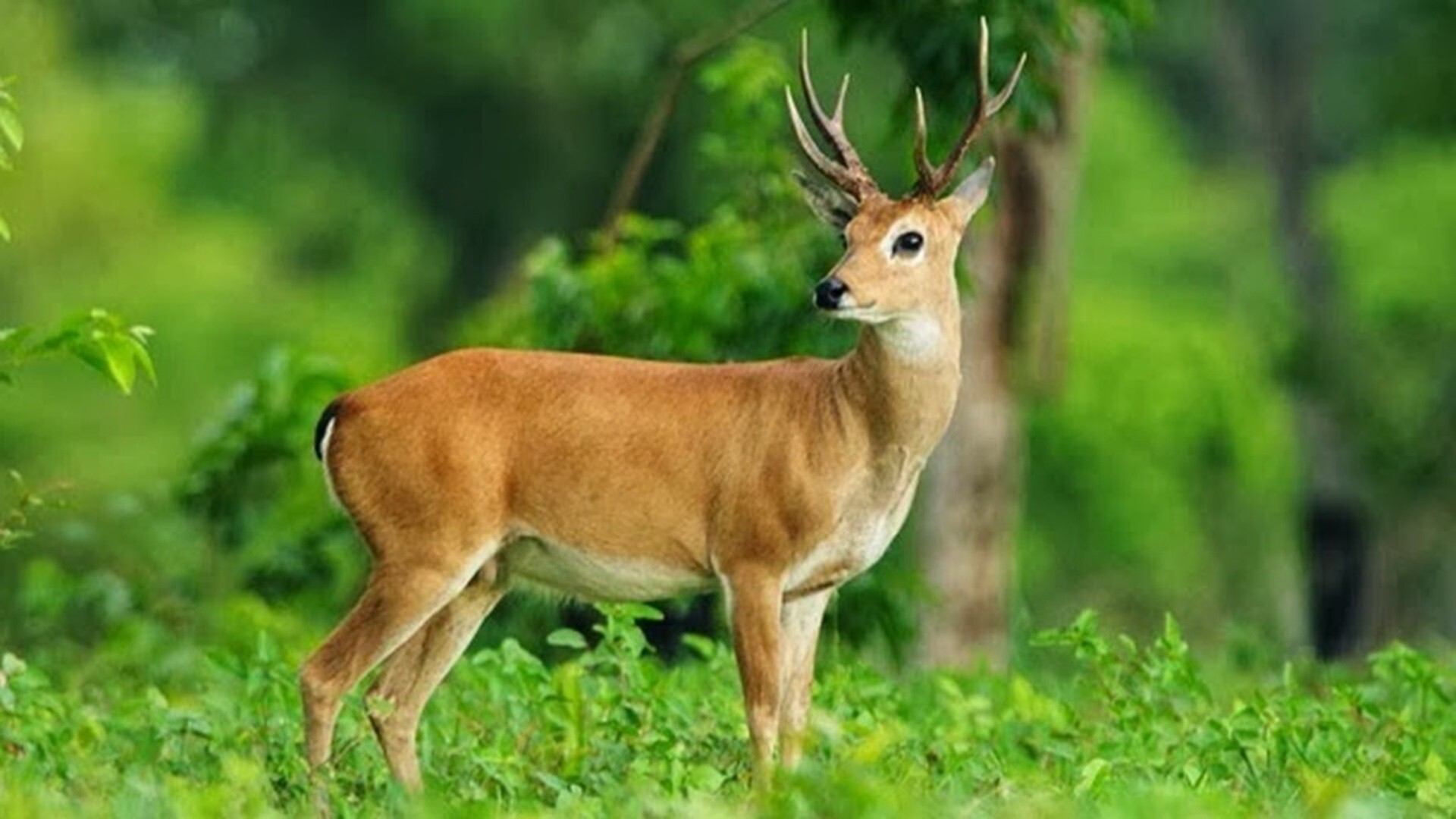 Detail Deer Hd Nomer 22