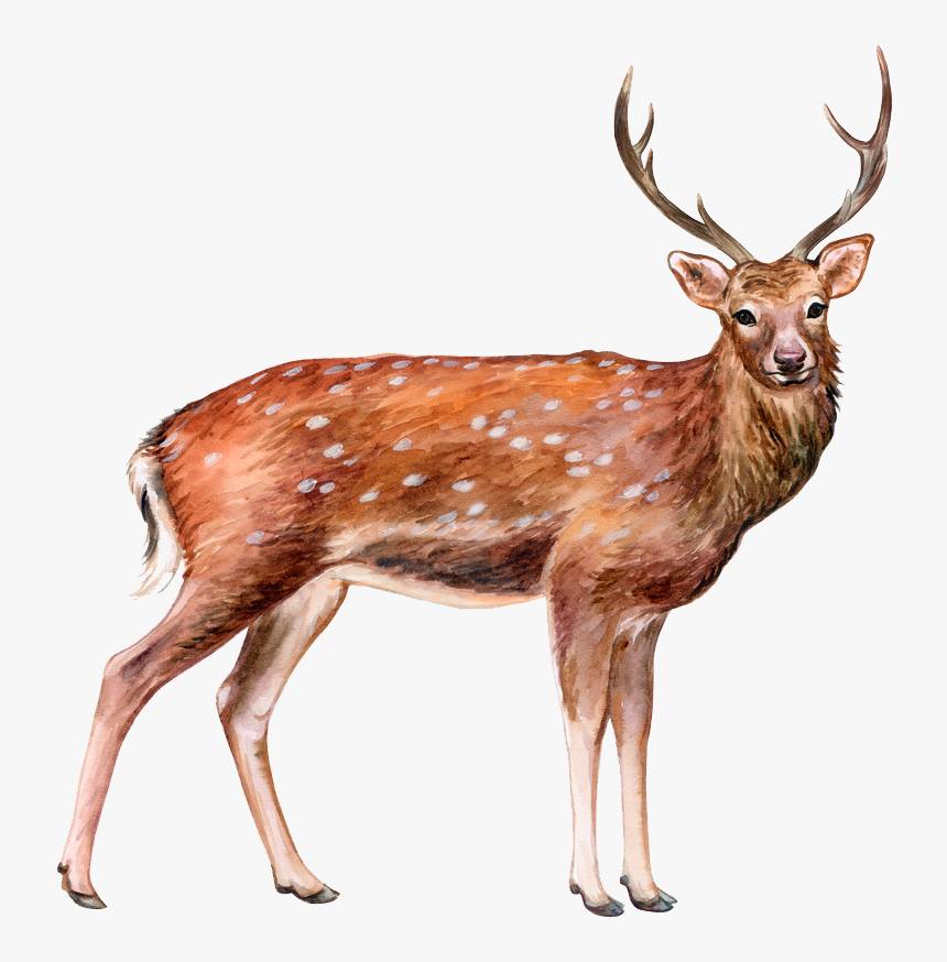 Detail Deer Hd Nomer 38