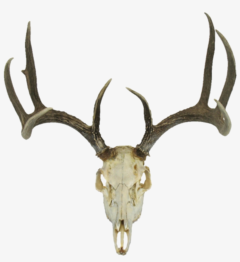 Detail Deer Head Png Nomer 40