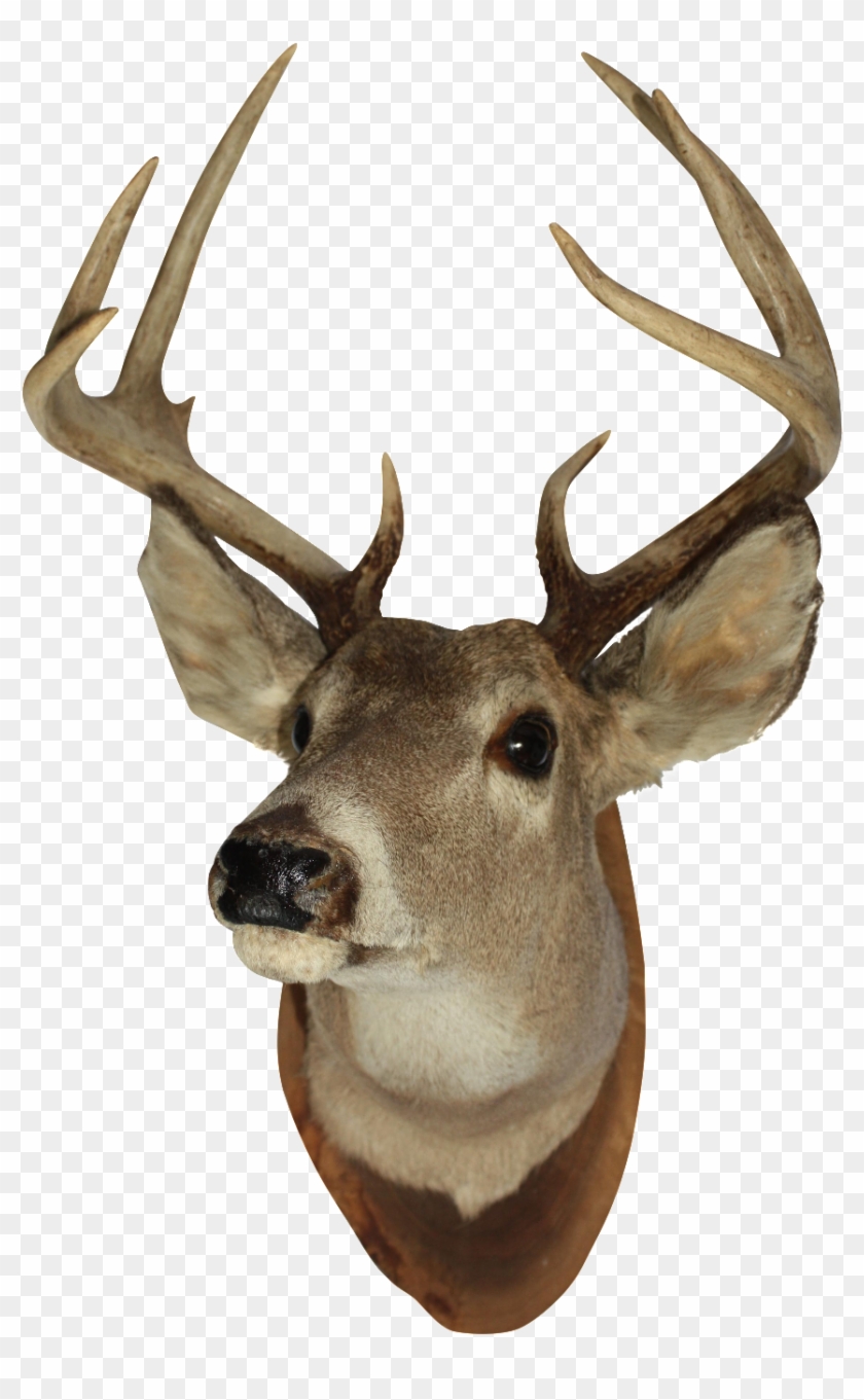 Detail Deer Head Png Nomer 8