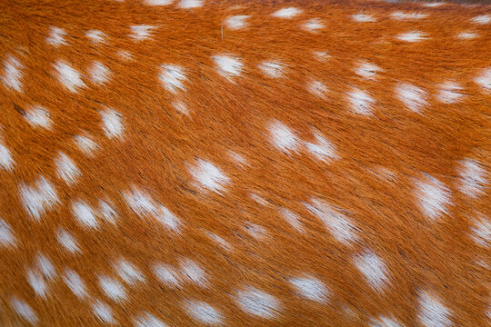 Detail Deer Hide Wallpaper Nomer 17