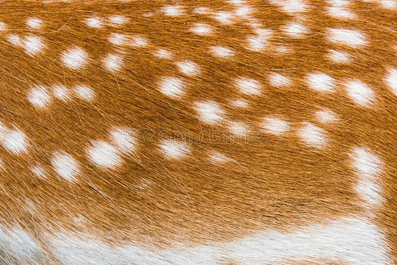 Detail Deer Hide Wallpaper Nomer 21