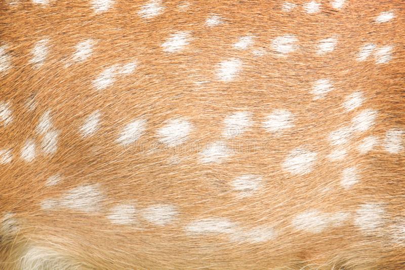 Detail Deer Hide Wallpaper Nomer 24