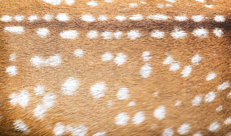 Detail Deer Hide Wallpaper Nomer 4