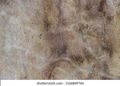 Detail Deer Hide Wallpaper Nomer 49