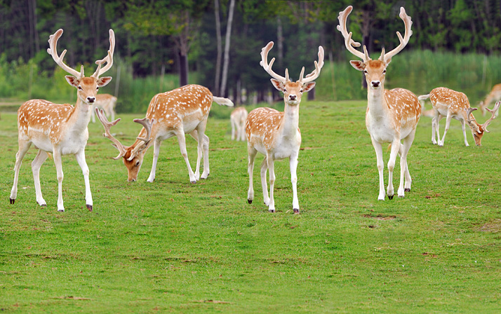 Detail Deer Photos Free Nomer 20