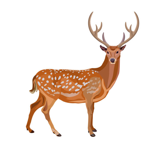 Detail Deer Pictures Clip Art Nomer 39