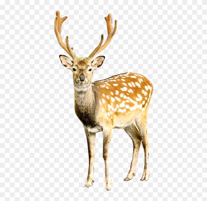 Detail Deer Png Nomer 20