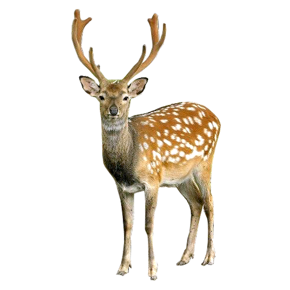 Detail Deer Png Nomer 4