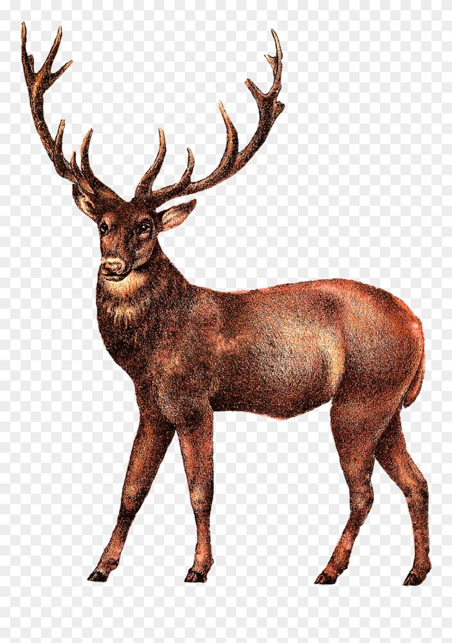 Detail Deer Png Nomer 56