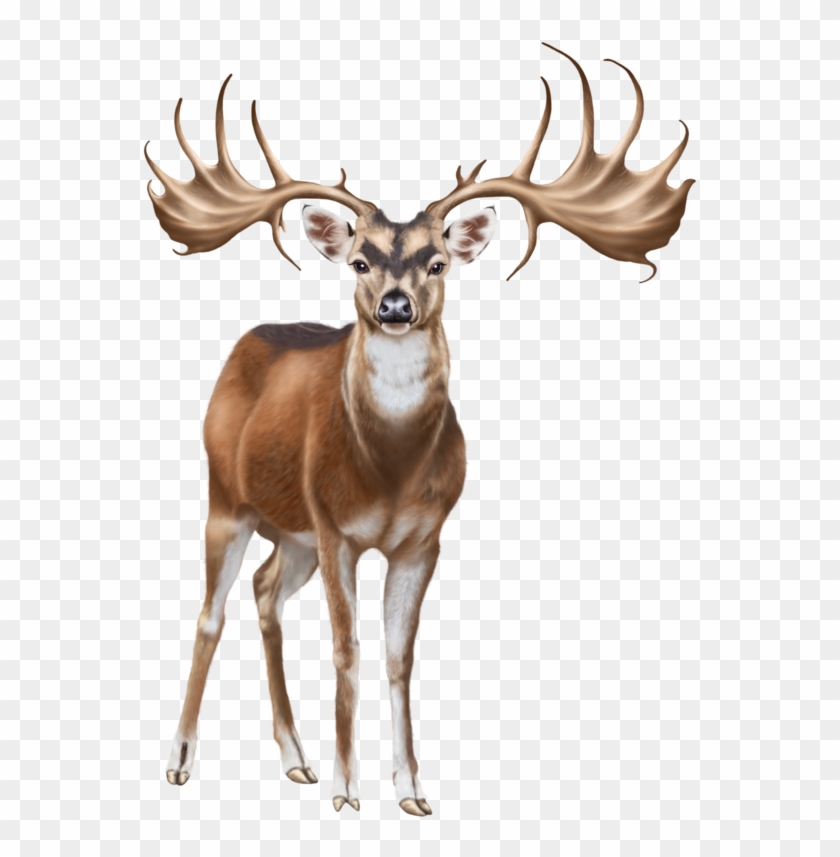 Detail Deer Png Clipart Nomer 16