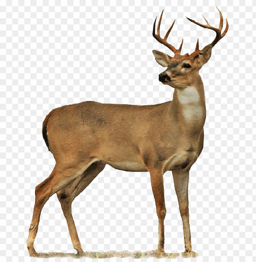 Deer Png Images - KibrisPDR