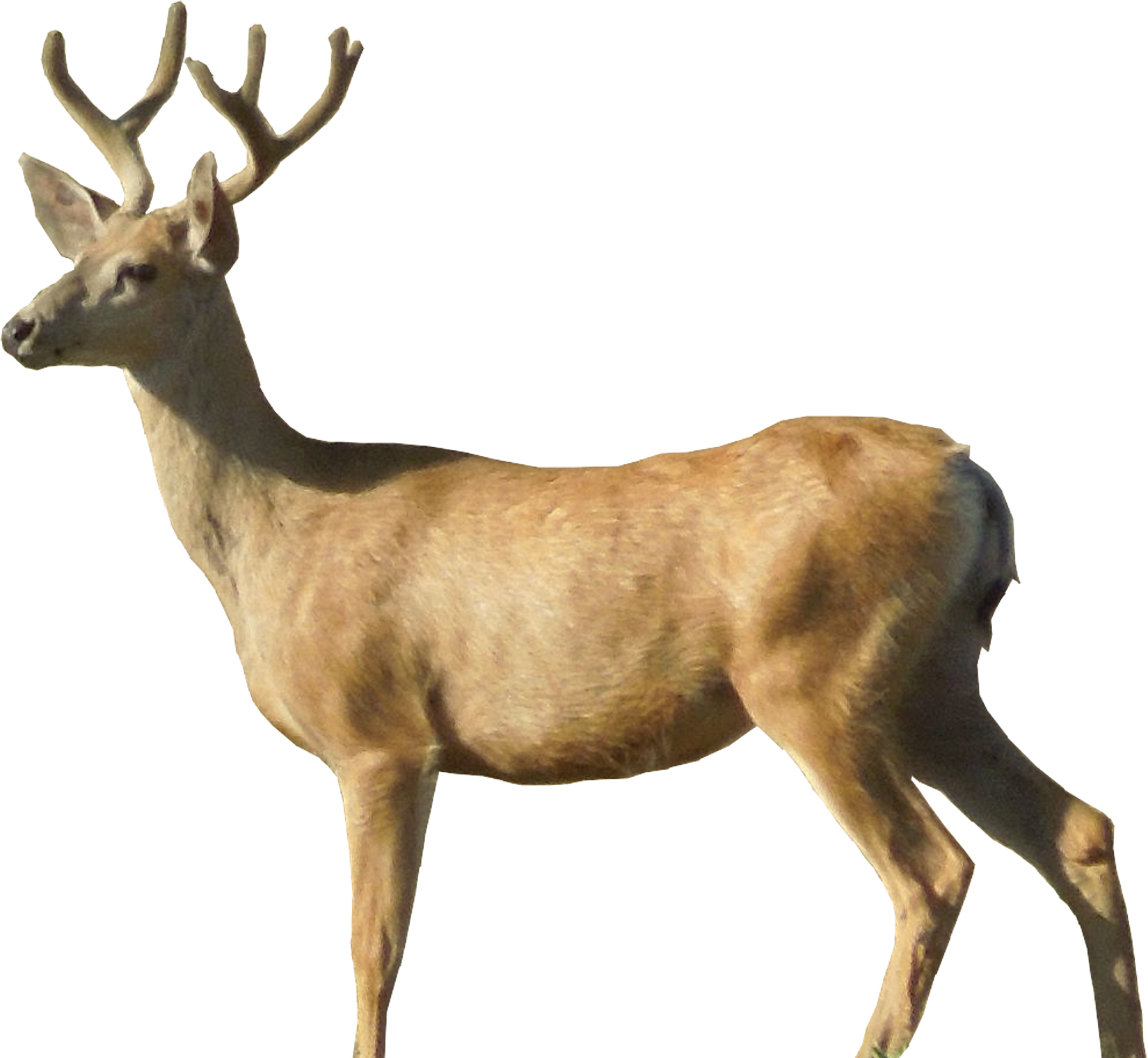 Detail Deer Png Images Nomer 18