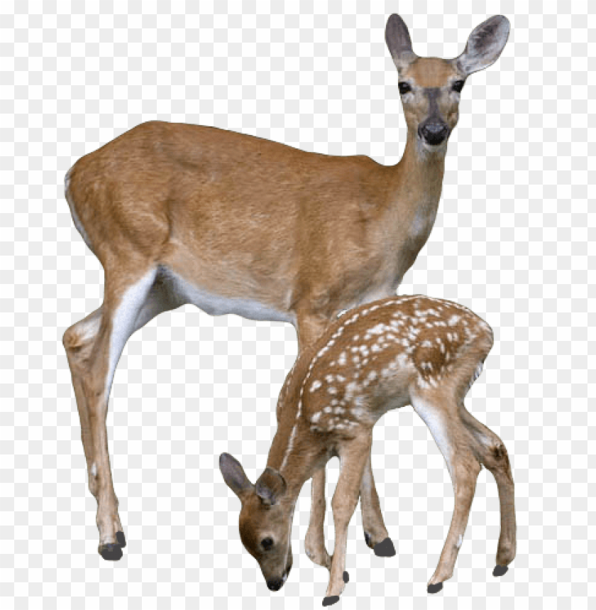 Detail Deer Png Images Nomer 23