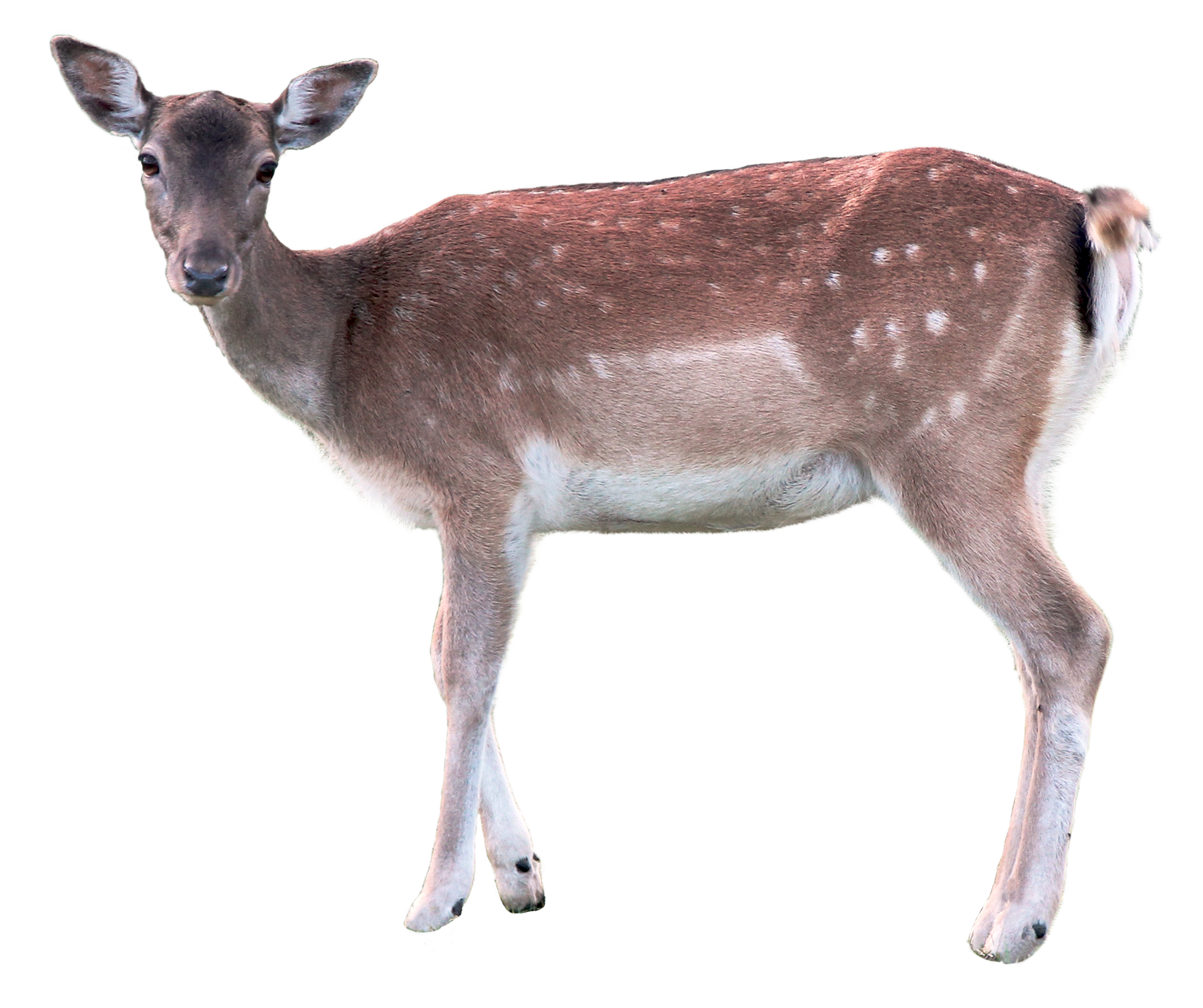 Detail Deer Png Images Nomer 36