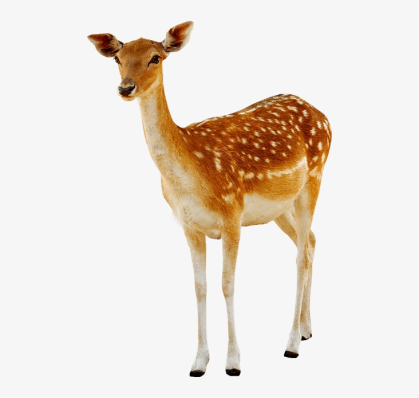 Detail Deer Png Images Nomer 44