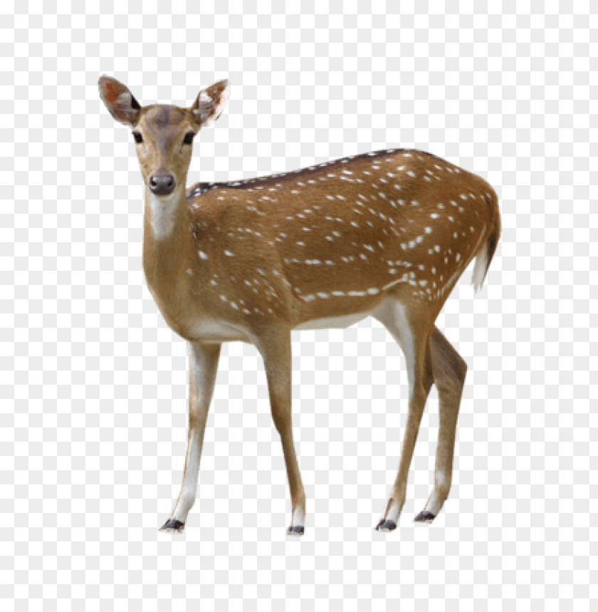 Detail Deer Png Images Nomer 8