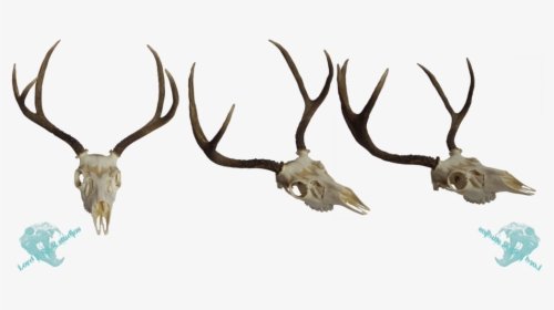 Detail Deer Skull Clip Art Nomer 30