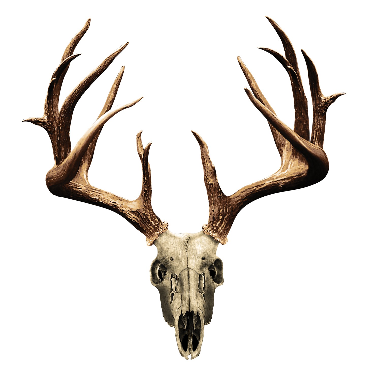 Detail Deer Skull Clip Art Nomer 47