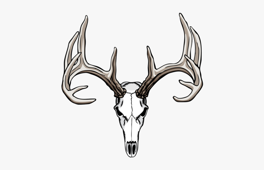 Detail Deer Skull Clipart Black And White Nomer 4