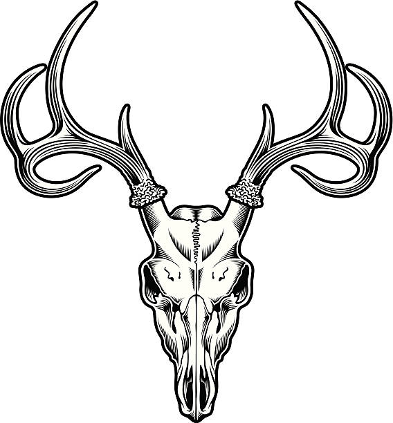 Deer Skull Images Free - KibrisPDR