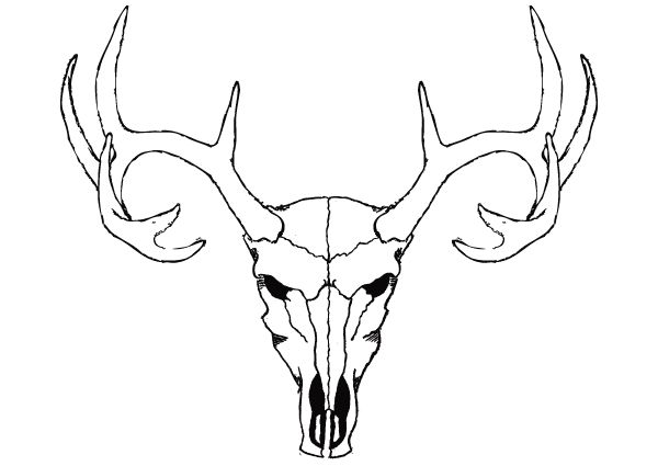 Detail Deer Skull Images Free Nomer 3