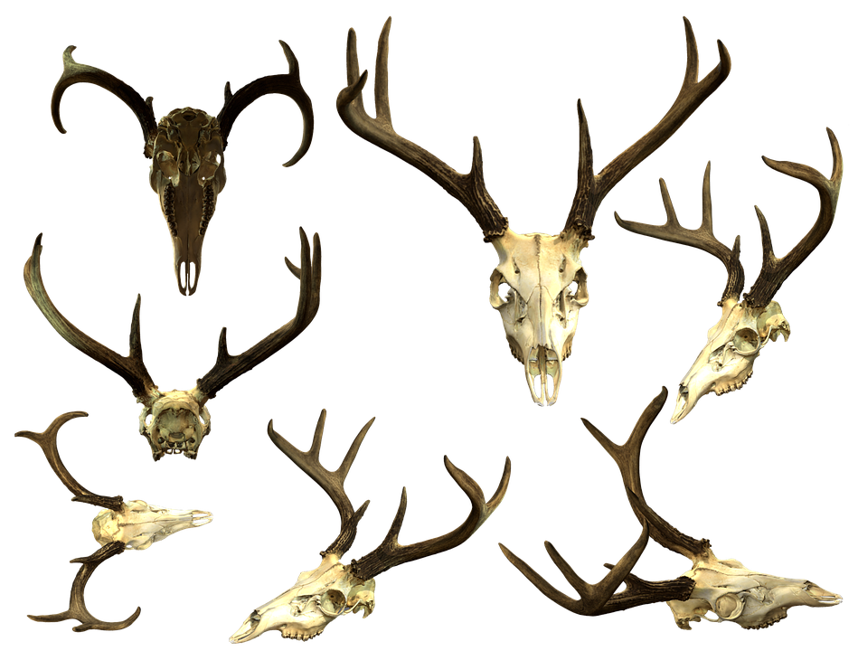 Detail Deer Skull Images Free Nomer 36