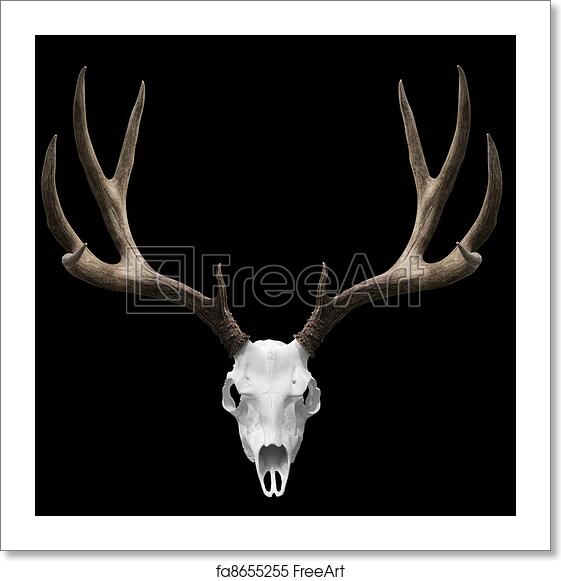Detail Deer Skull Images Free Nomer 43