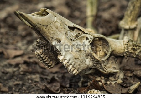 Detail Deer Skull Images Free Nomer 44