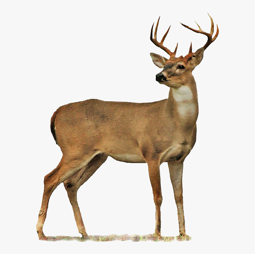Deer Transparent Background - KibrisPDR